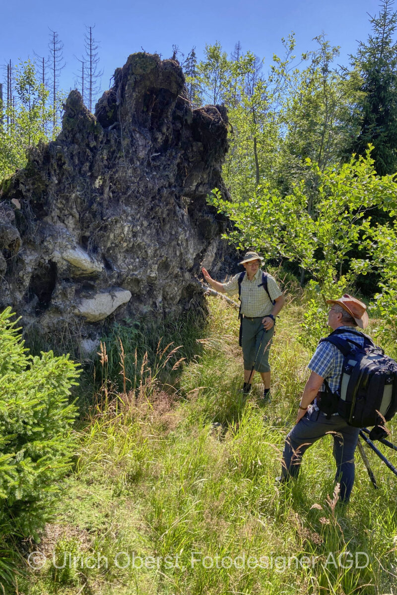 Nationalpark Harz Wurzelplatte im Torfhausmoor