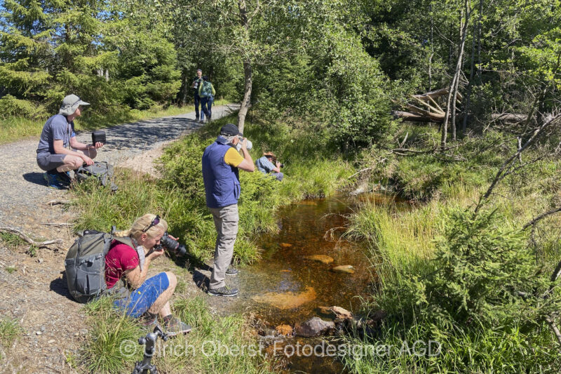 Nationalpark Harz Bachlauf im Torfhausmoor mit Fotografen