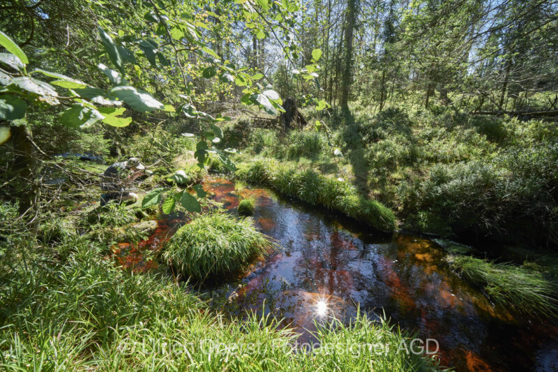 Nationalpark Harz Bachlauf im Torfhausmoor