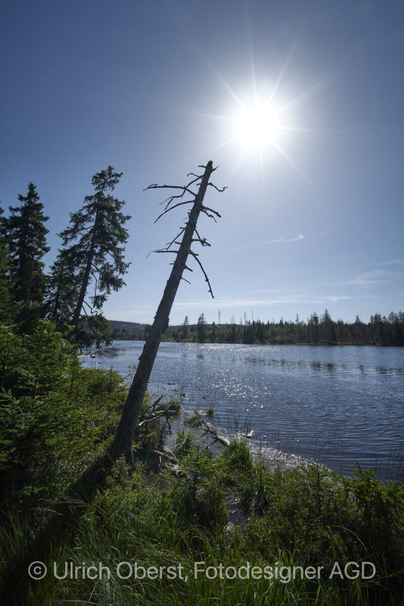 Nationalpark Harz Oderteich